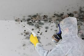 Best Mold Remediation for Rental Properties  in Lakeside, MT